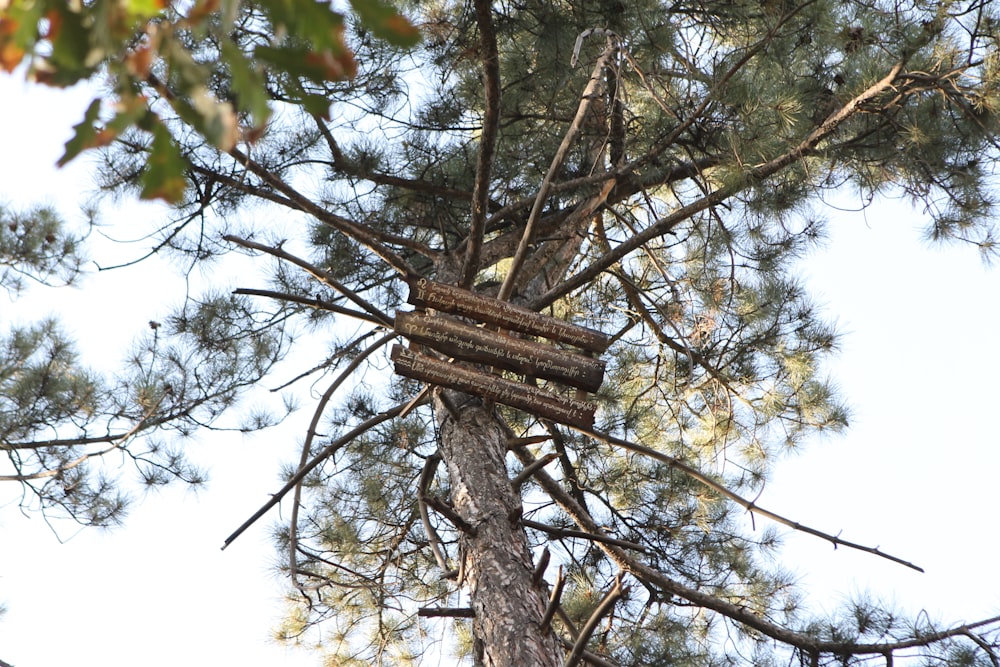 a birdhouse in a tree