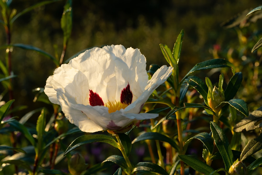 a white flower with red spots