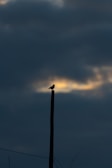 a bird sitting on a pole