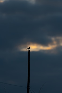 a bird sitting on a pole