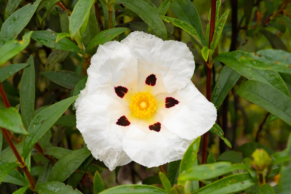 a white flower with black spots