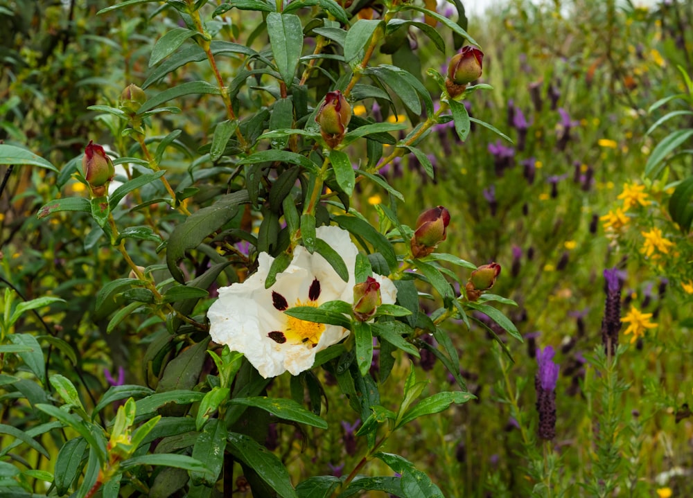 a white flower surrounded by green plants
