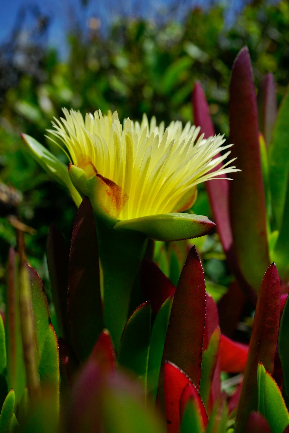 a close up of a flower