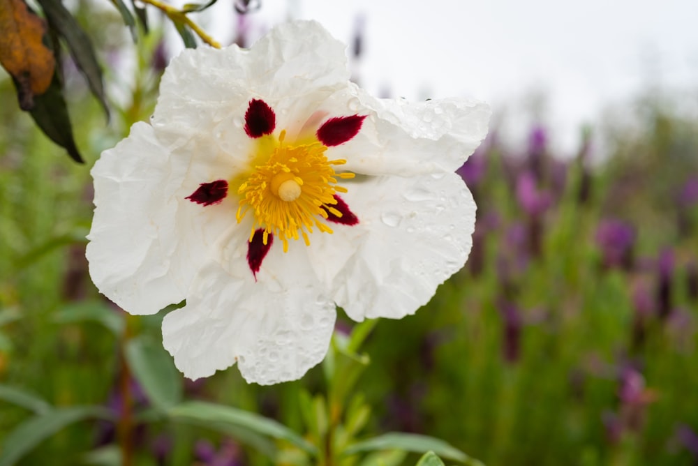 a white flower with red spots