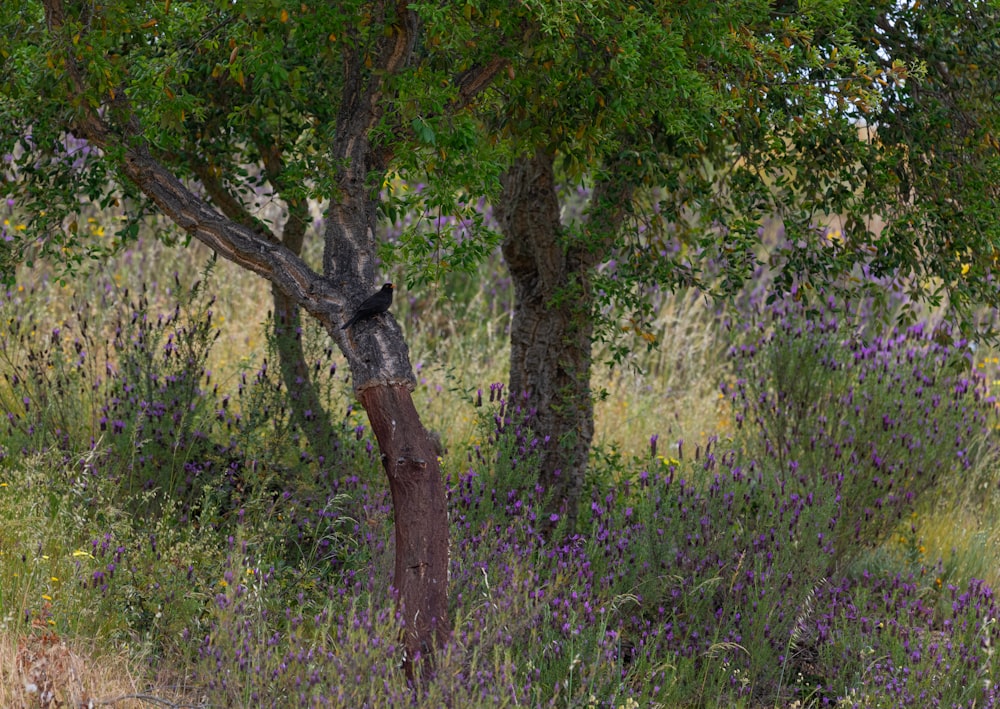 a group of trees with purple flowers
