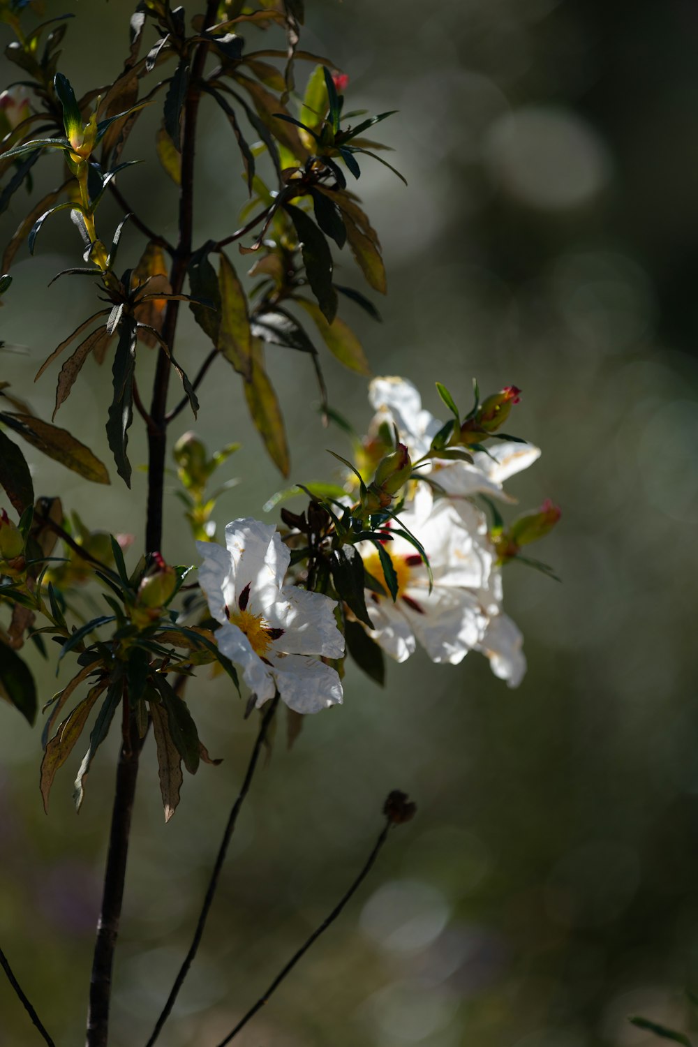 a close up of a plant with white flowers