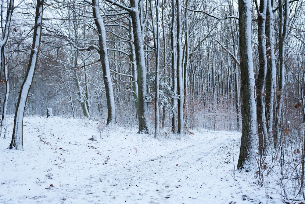 a snowy forest with bare trees