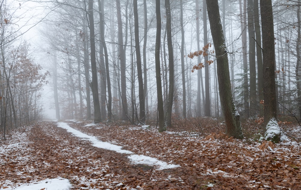 a path through a forest