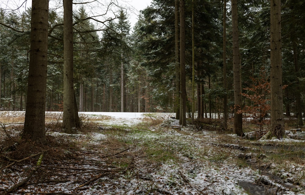 a forest with trees