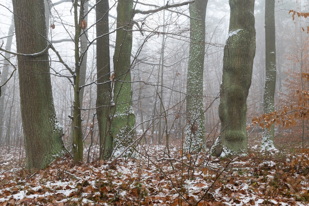 a forest with trees and leaves