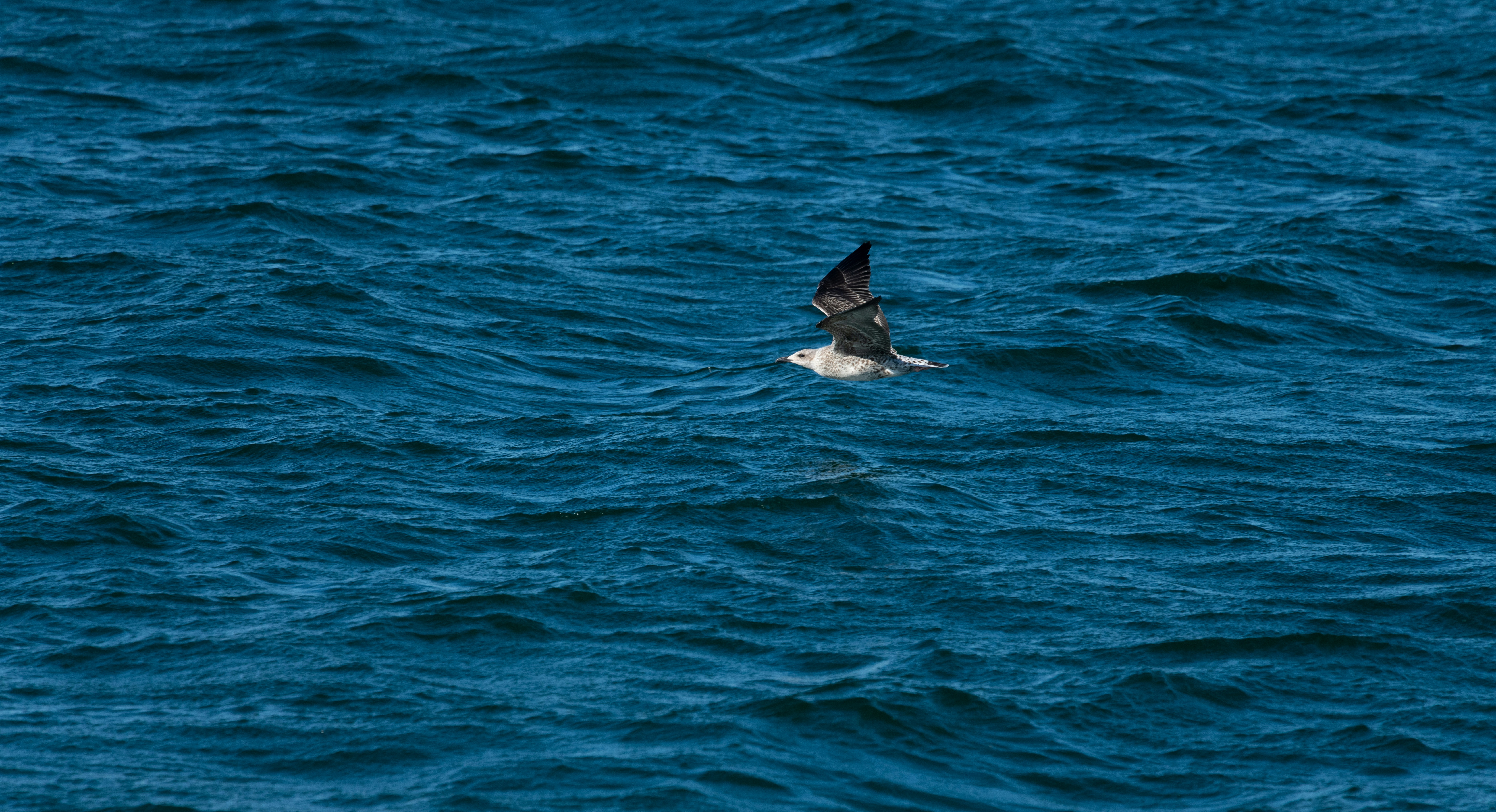 Ichthyaetus audouinii or Audouin's gull is a beautiful gull restricted to the Mediterranean and the western coast of Saharan Africa and the Iberian Peninsula.