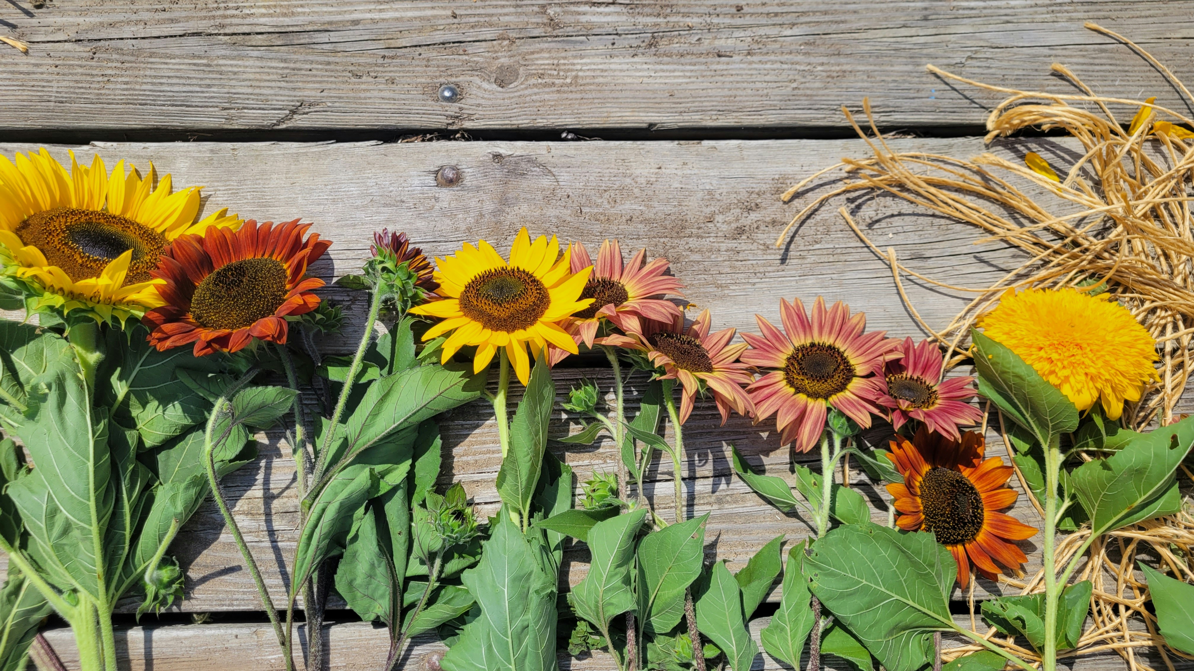 a group of sunflowers
