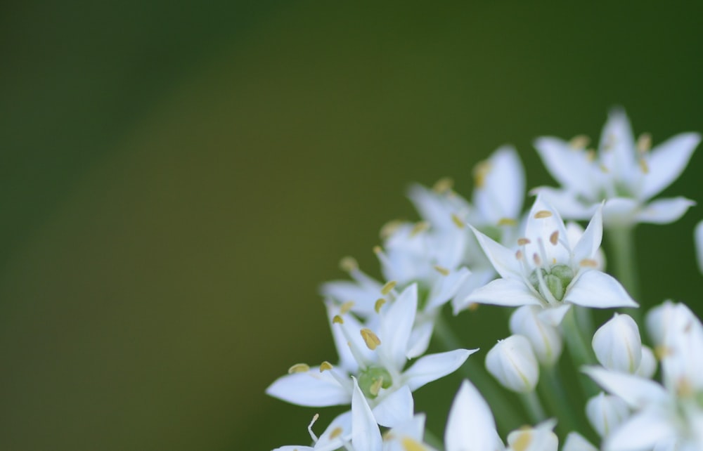 a close up of white flowers