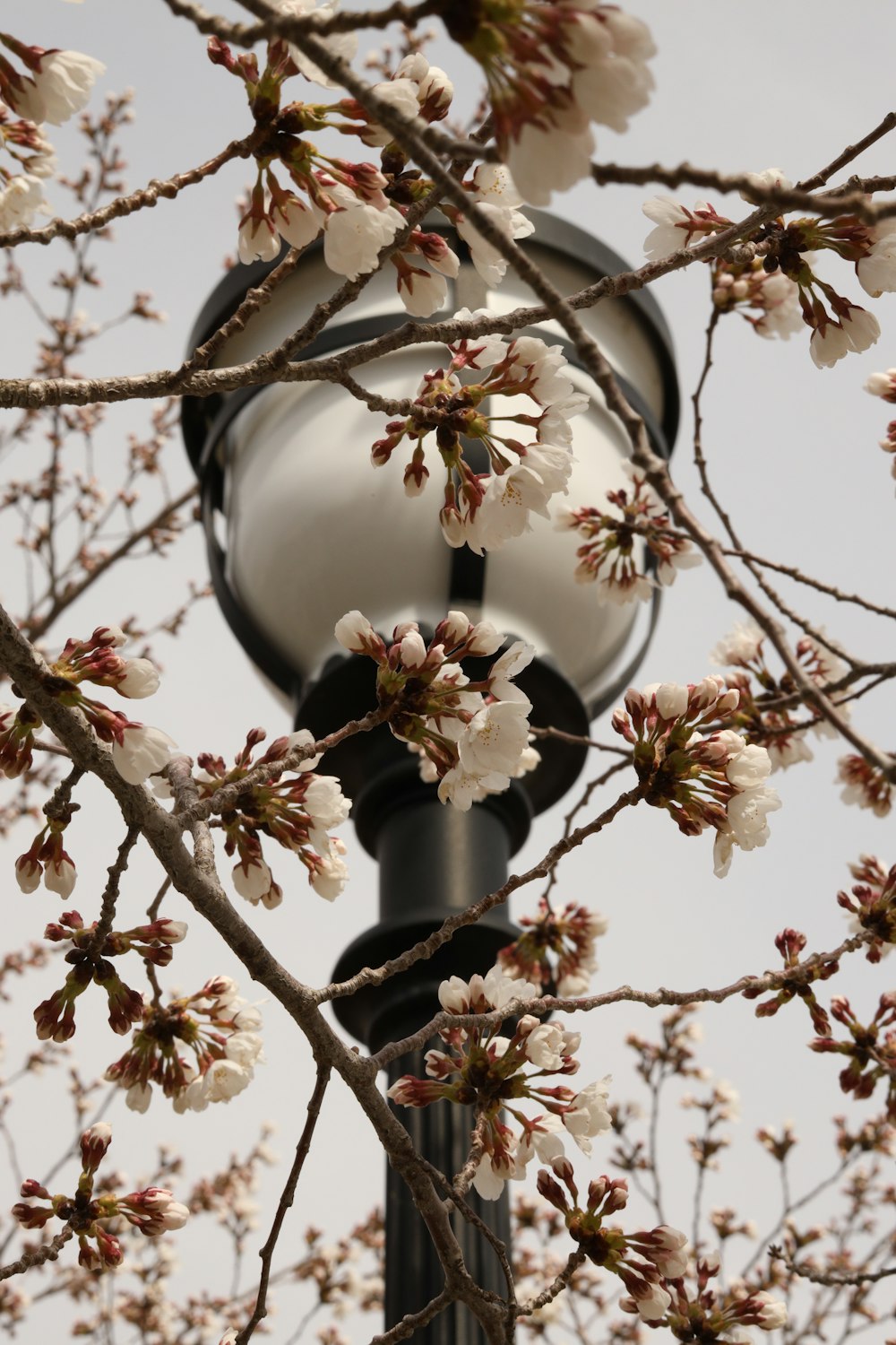 a tree with white flowers