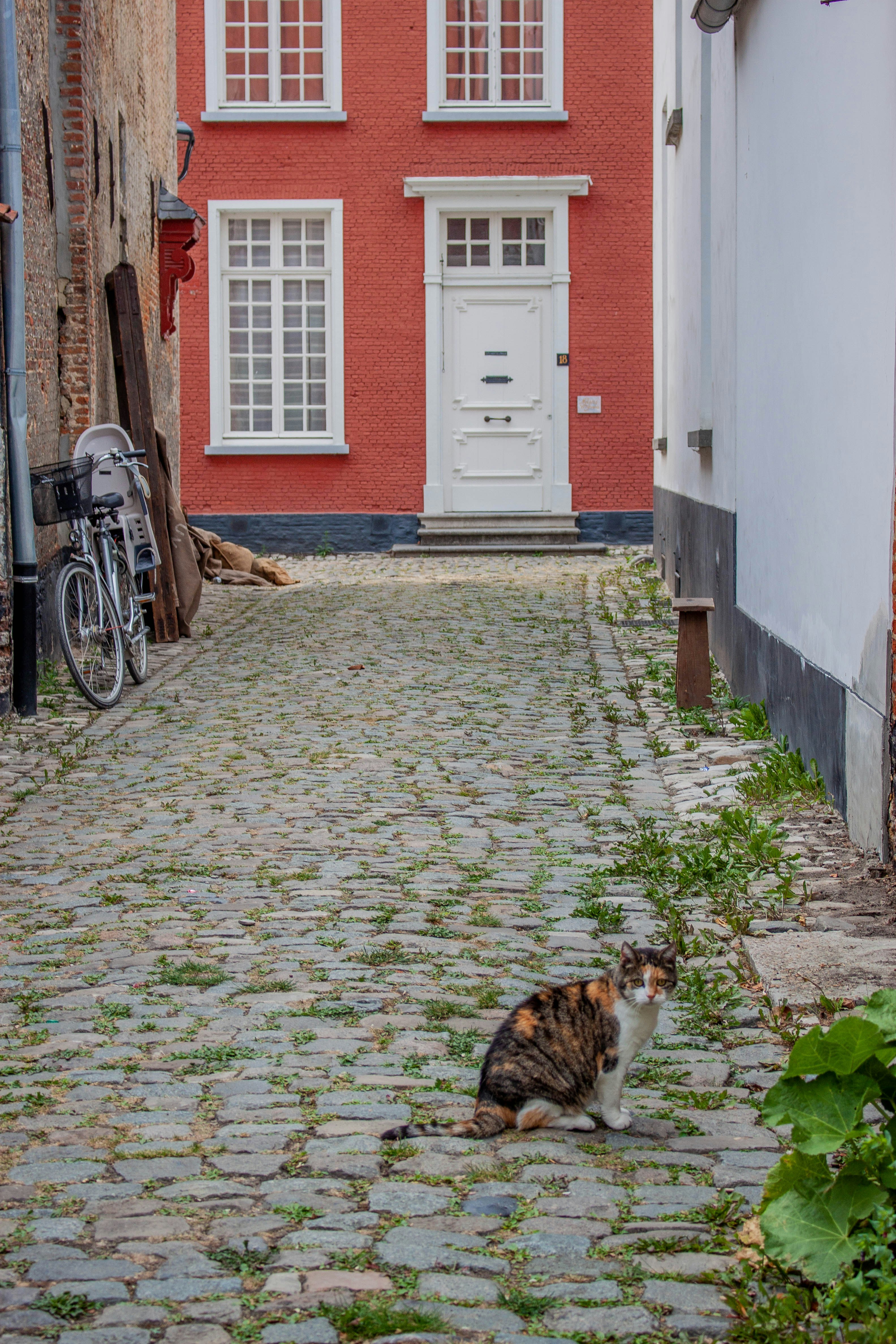 A cat sitting on a stone walkway photo – Free Brown Image on Unsplash