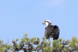 An osprey is perched on a branch of a pine tree, with a clear blue sky in the background. The osprey has a white head with dark eyestripes, a sharp beak, and brown feathers on its body. The pine tree branch is adorned with green needles and some pinecones.