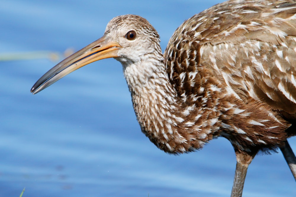 a bird with a long beak