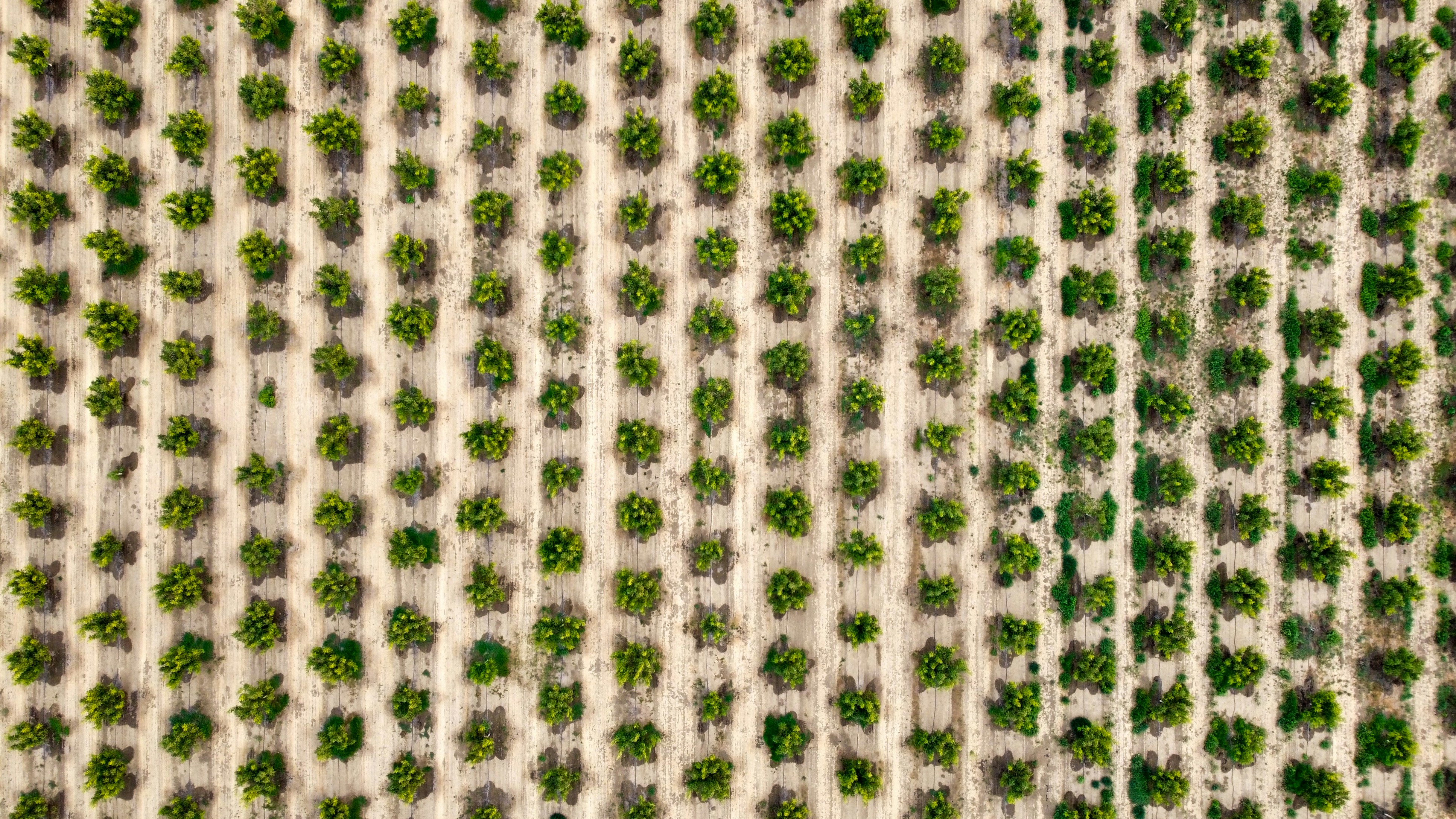 Photo by fokkedekker