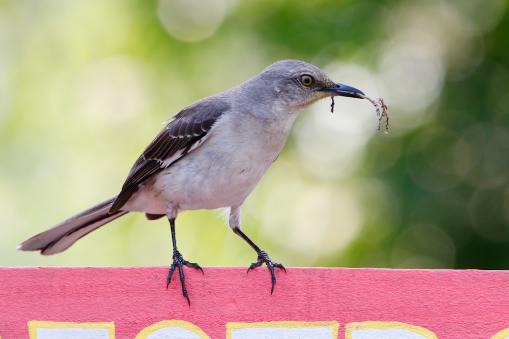 a bird standing on a sign