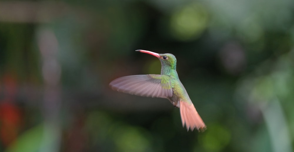 a hummingbird flying in the air