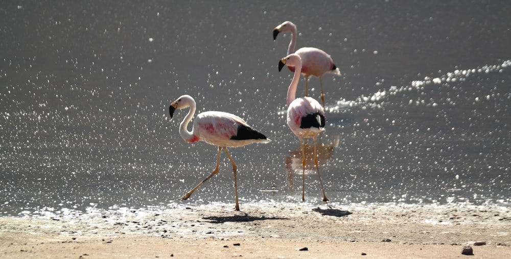 a group of birds walking on the beach