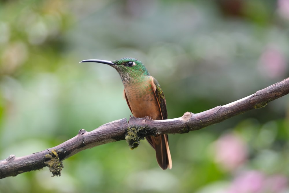 a bird sits on a branch