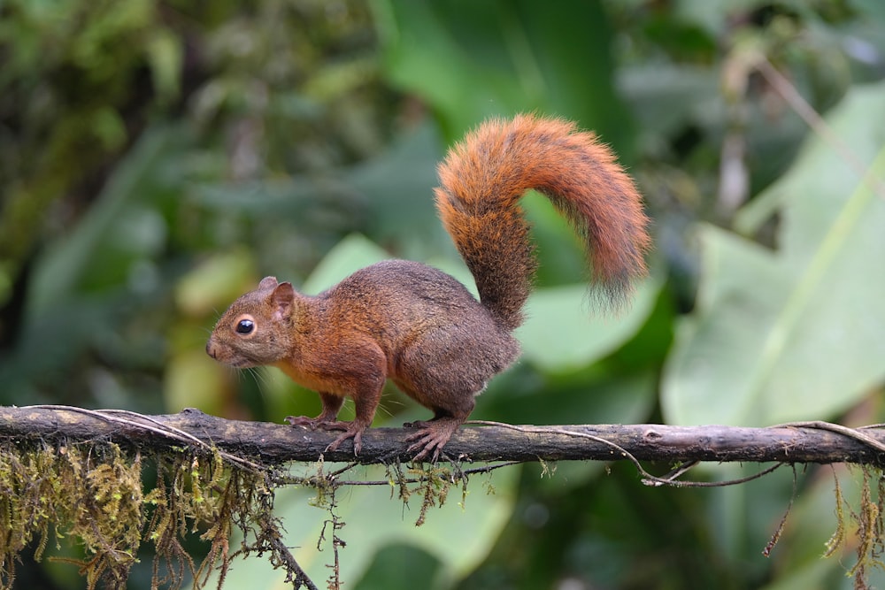 a squirrel on a branch