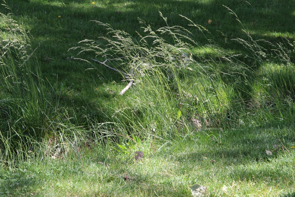 a close-up of some grass