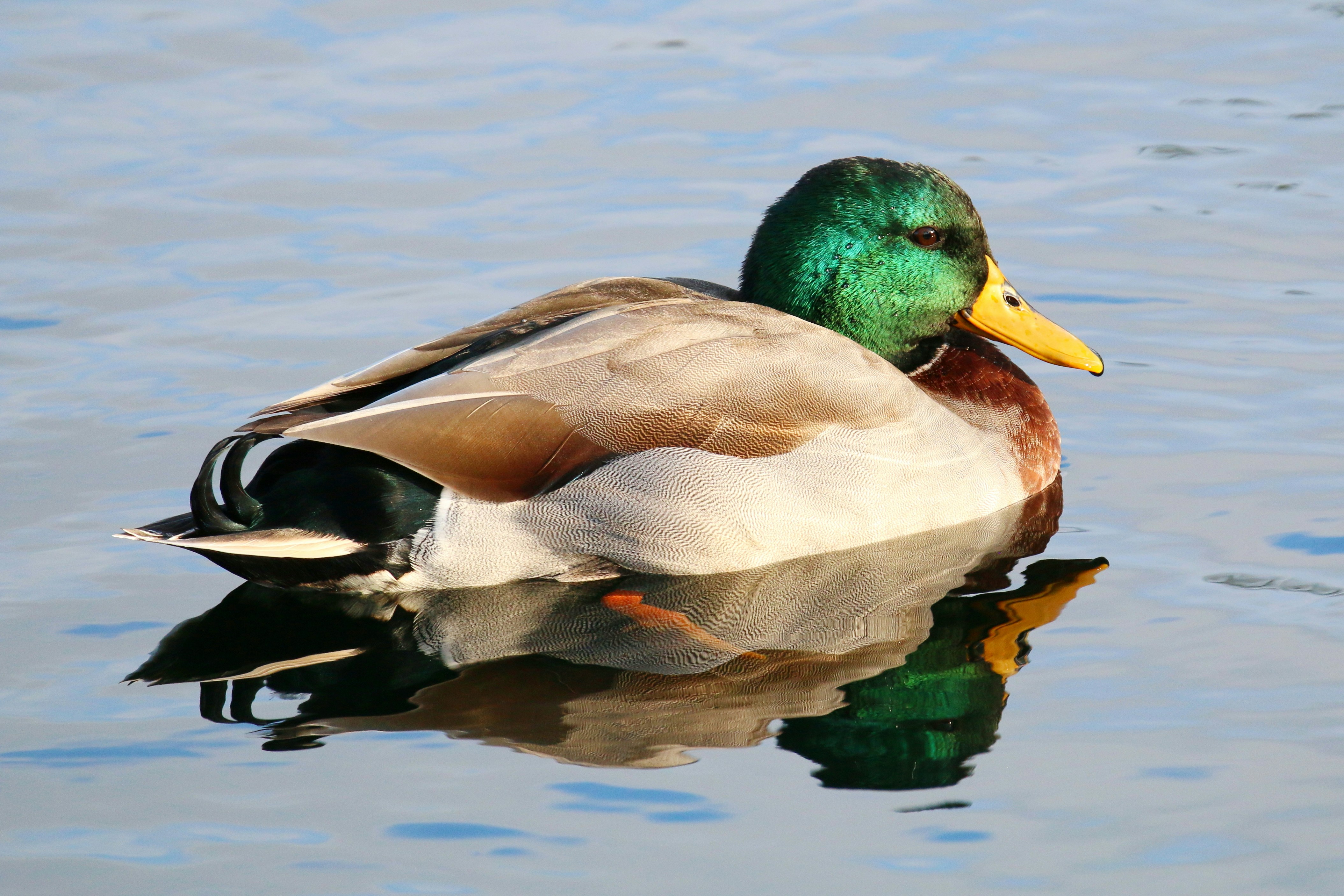 Photo by goldenplover31