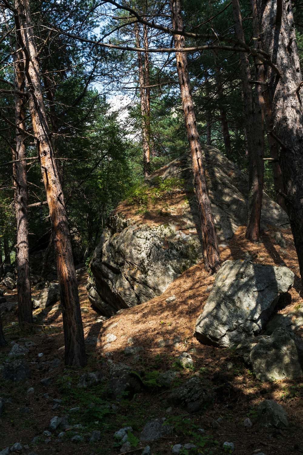 a rocky area with trees