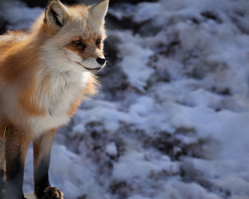 Ein im Schnee stehender Fuchs