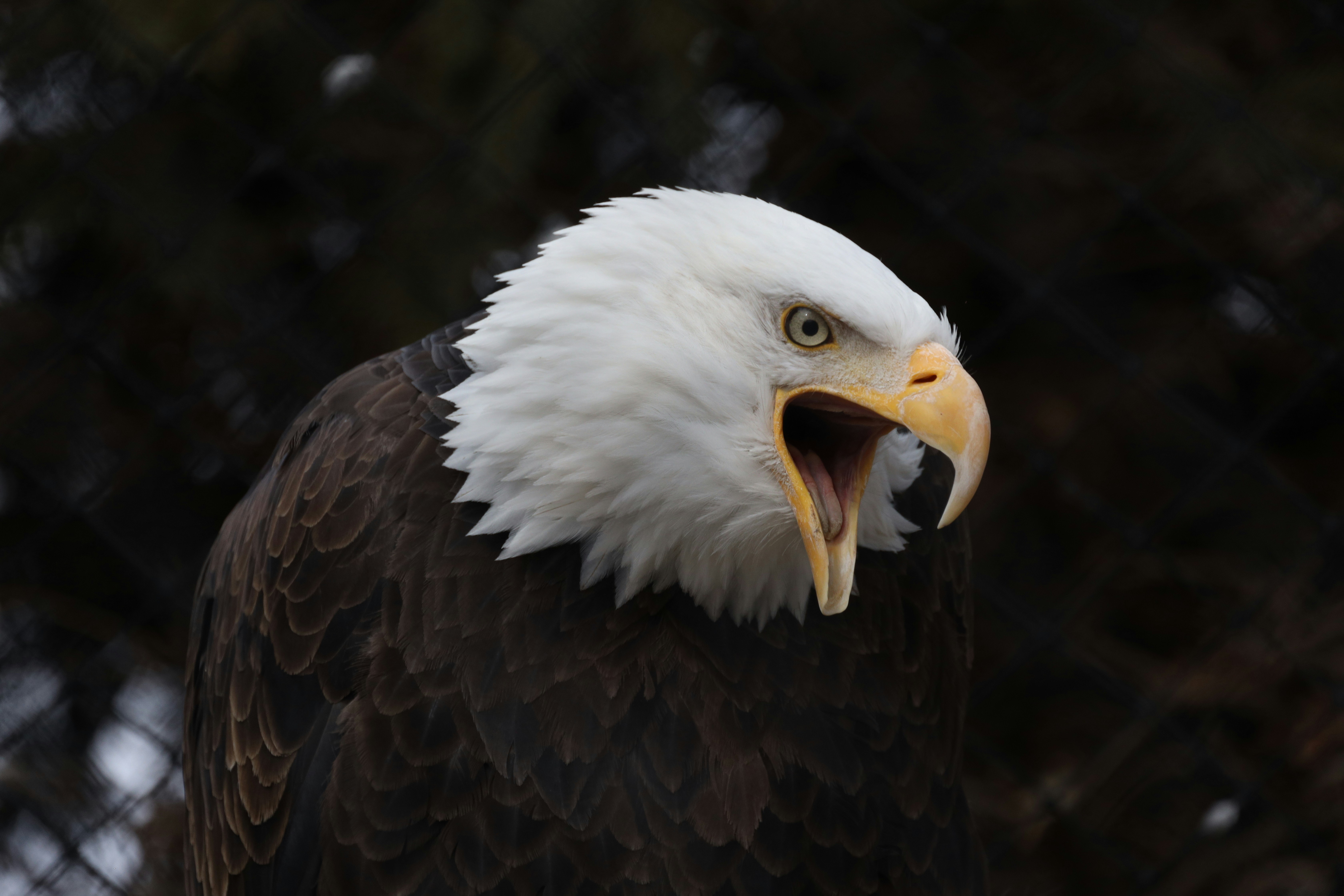 Photo by dsarver1967