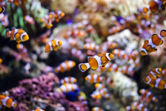 A vibrant underwater scene featuring numerous clownfish swimming among colorful coral reefs. The clownfish are predominantly orange with white stripes and black borders, creating a striking contrast against the diverse hues of the coral. The coral background includes shades of green, purple, and brown, contributing to the dynamic and lively aquatic environment.