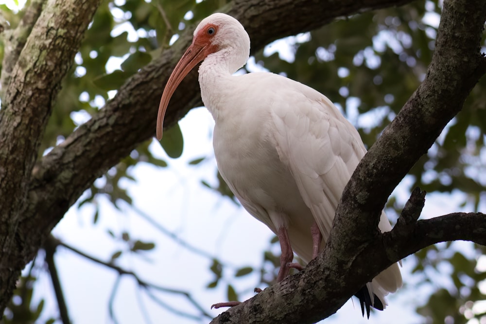 a white bird with a long beak