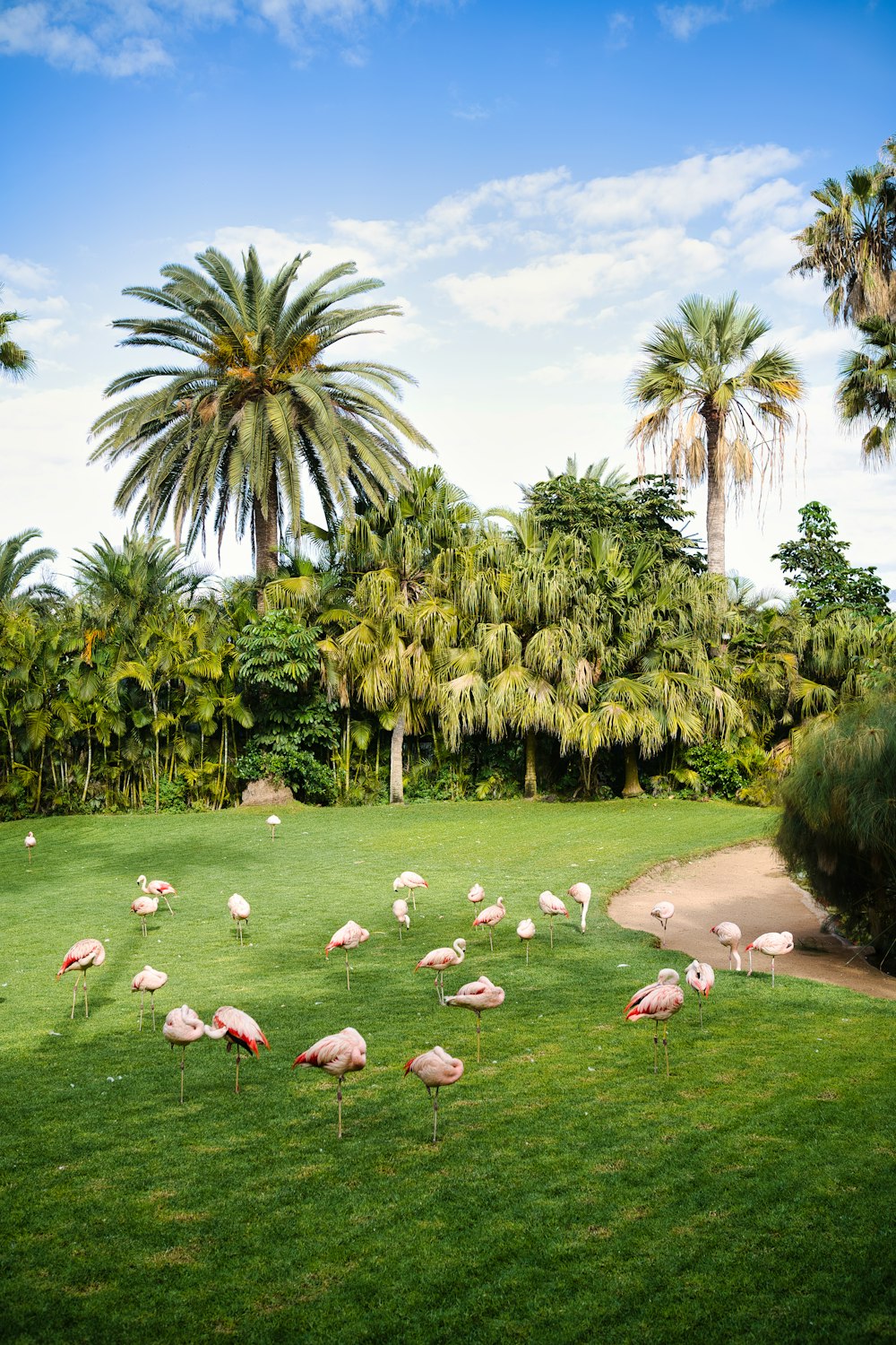 a group of flamingos in a grassy area with trees in the background