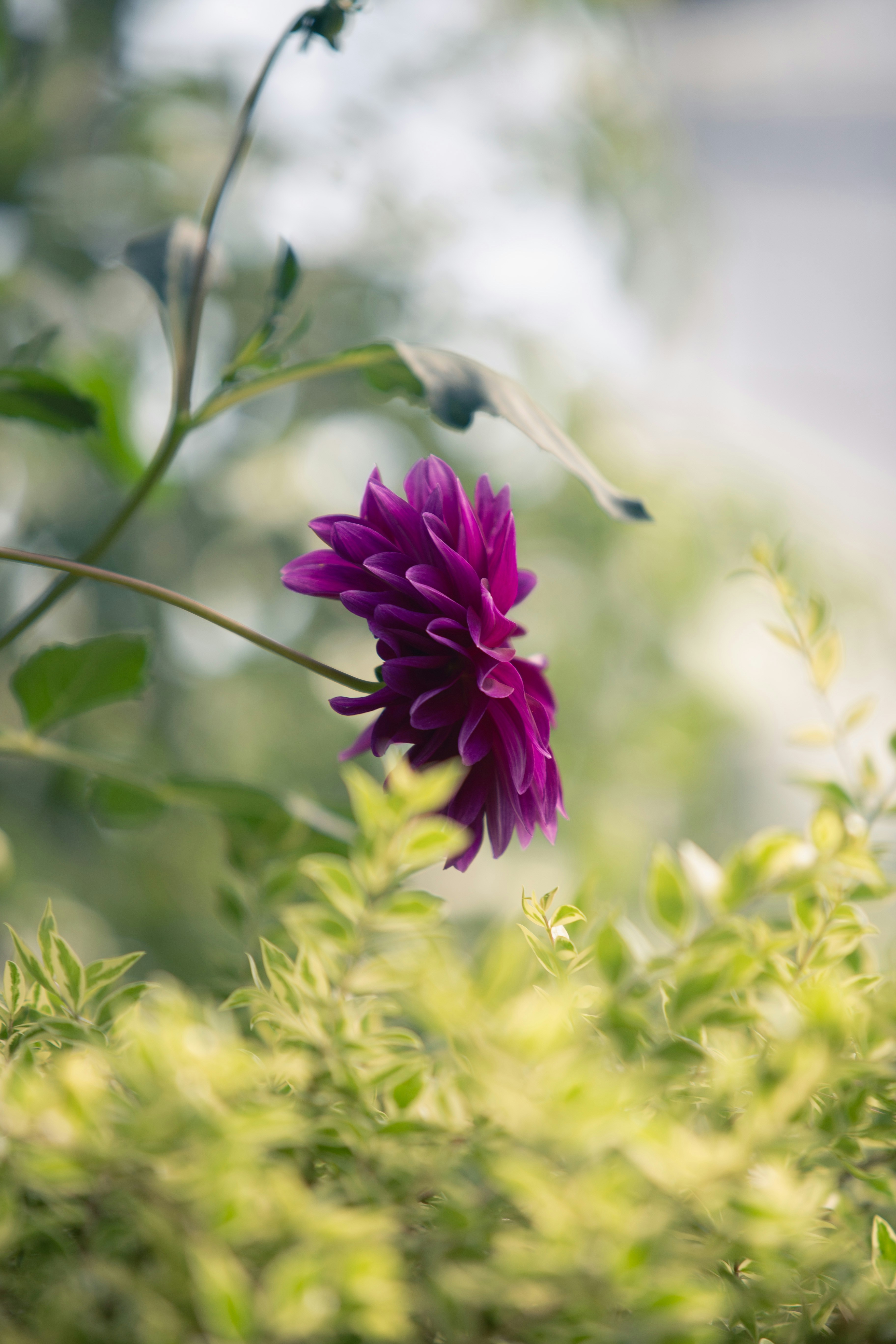 Un oiseau sur une fleur violette