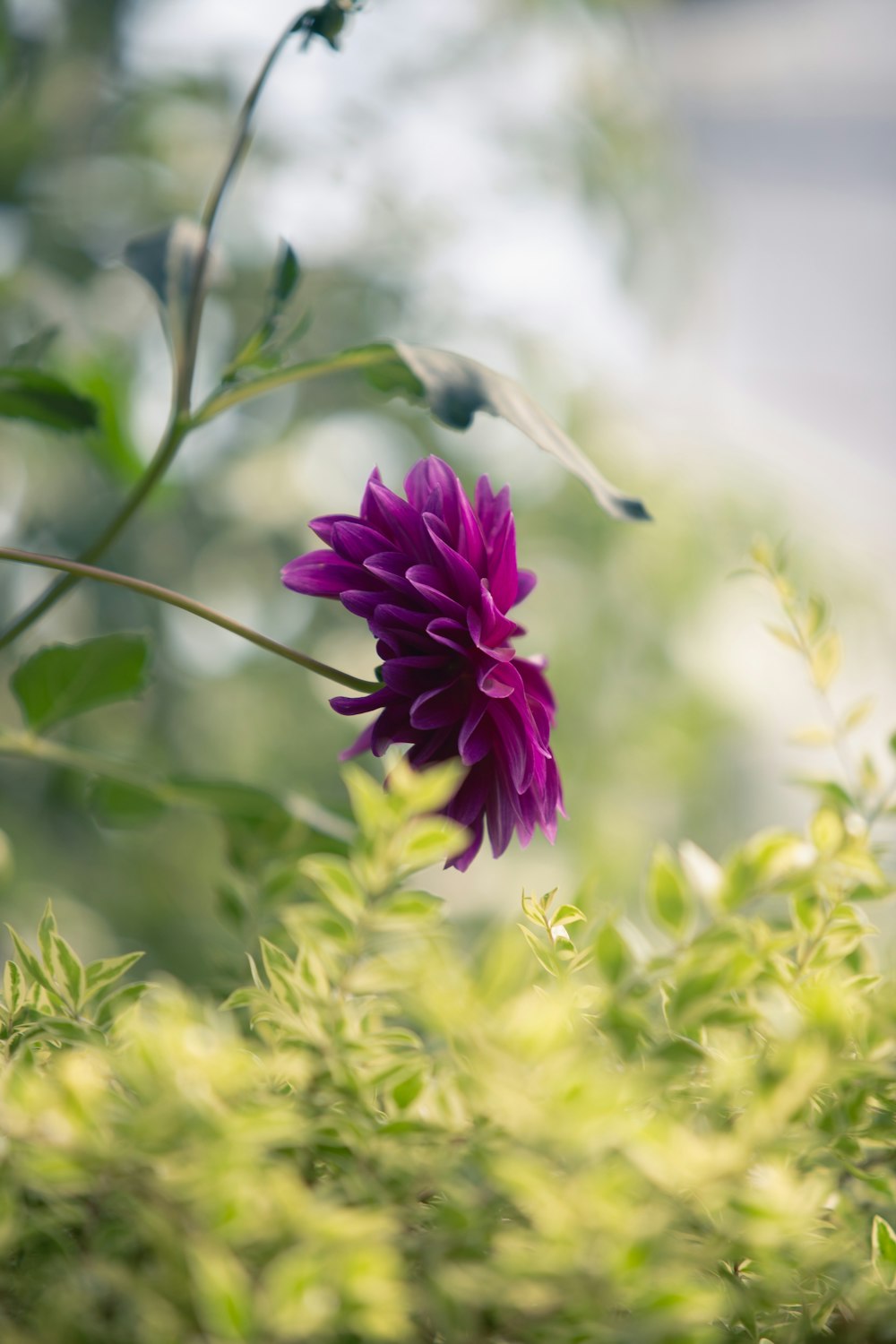 紫色の花の上の鳥