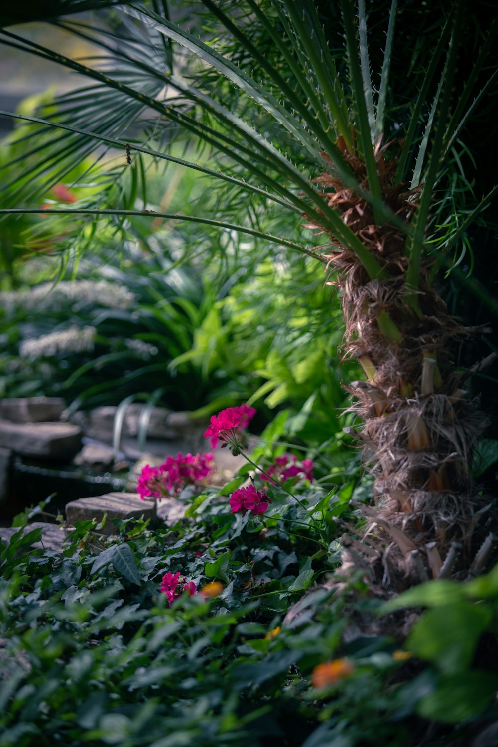 a garden with plants and flowers