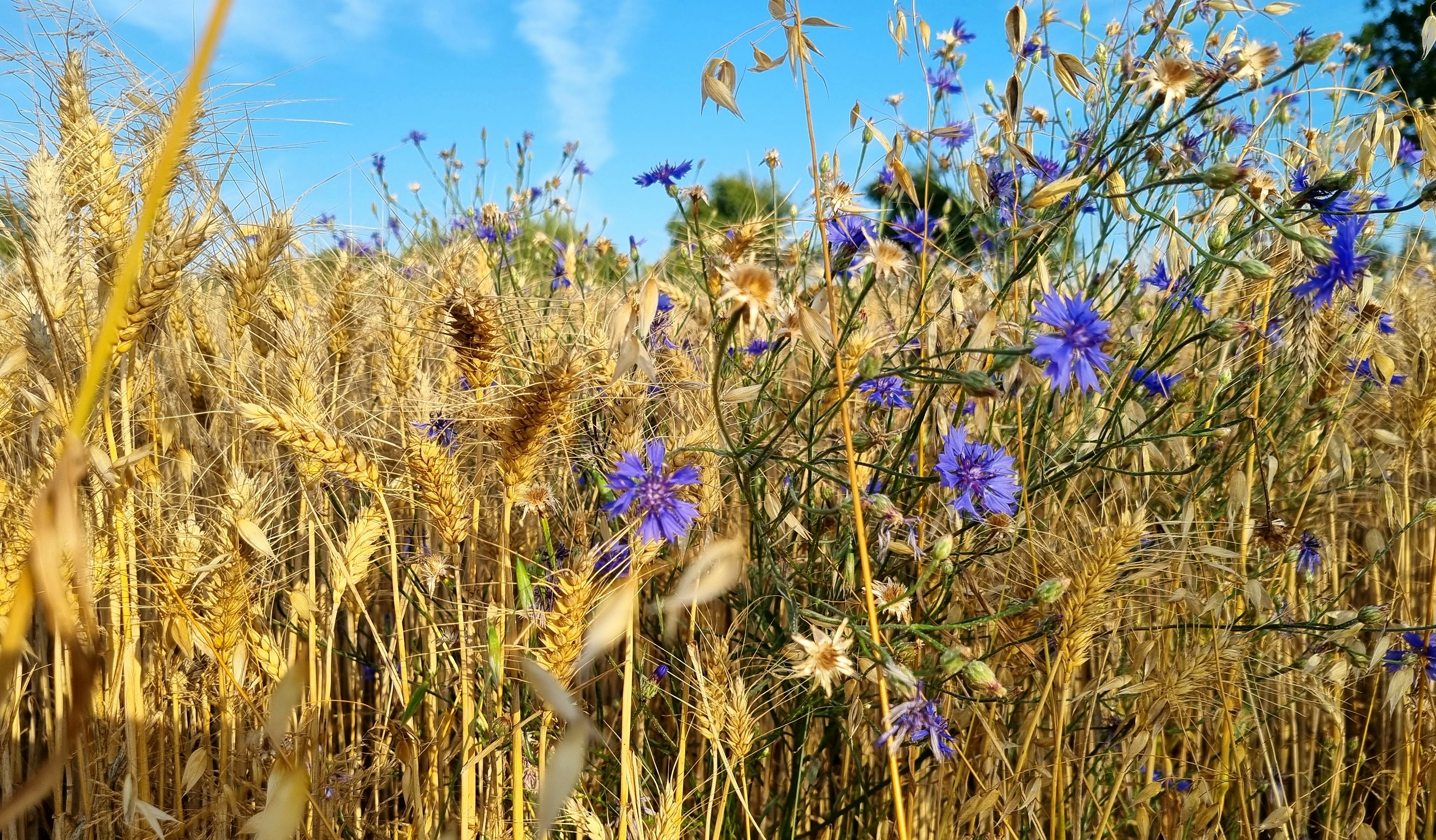 a field of flowers