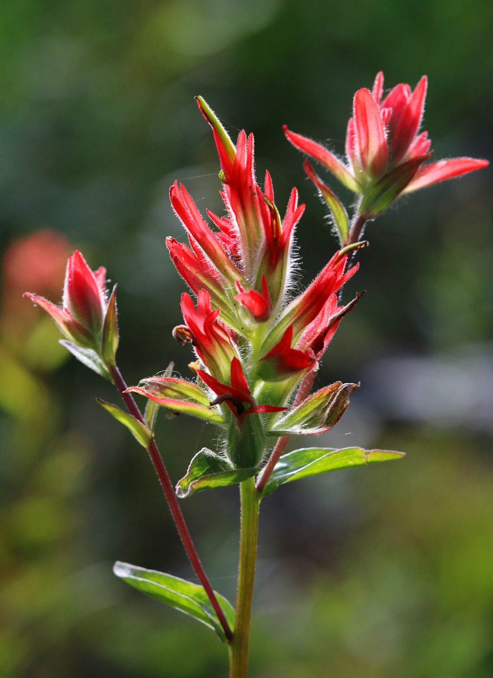 a close up of a red flower