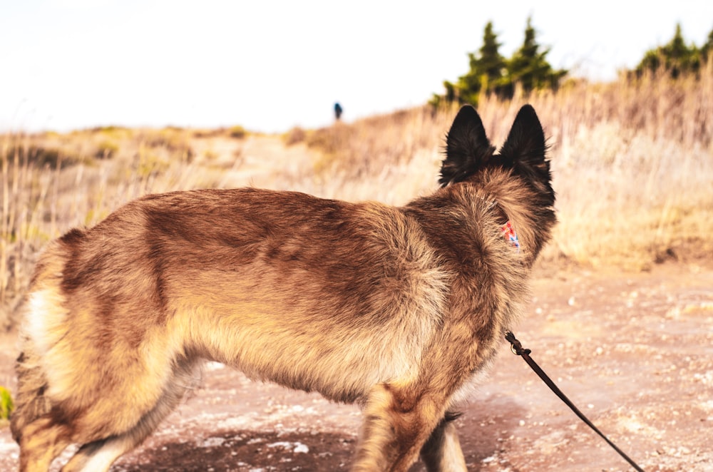 a dog on a leash