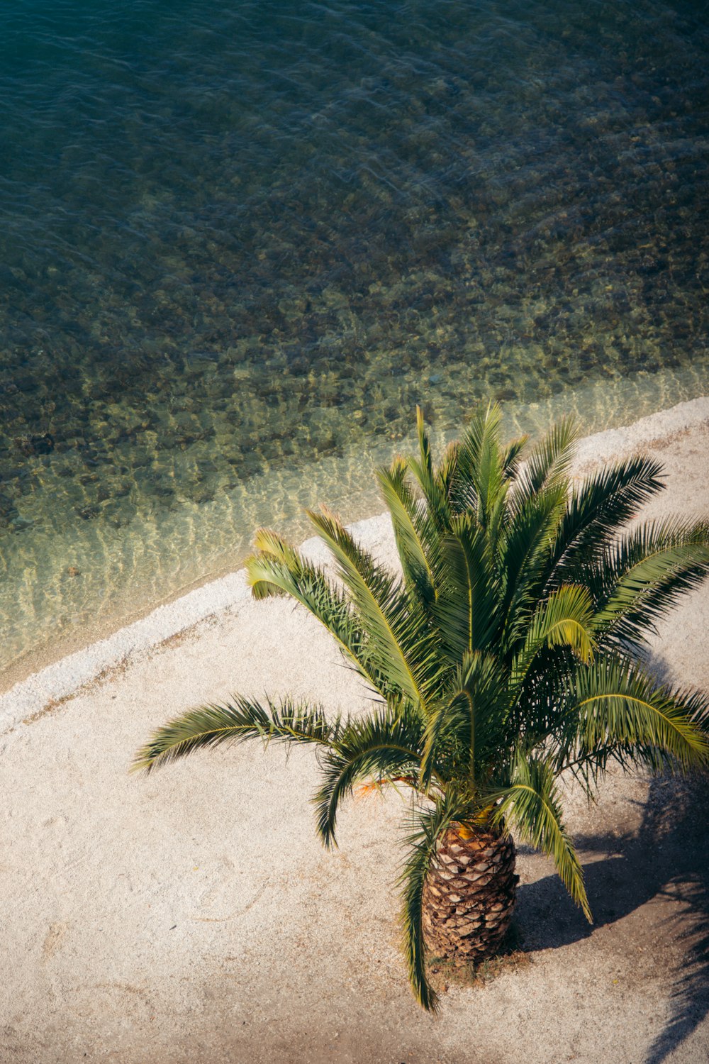 a palm tree on a beach