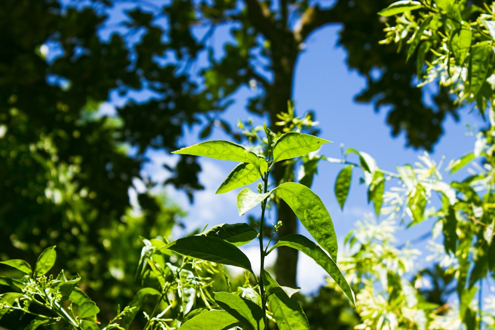 a close-up of some leaves