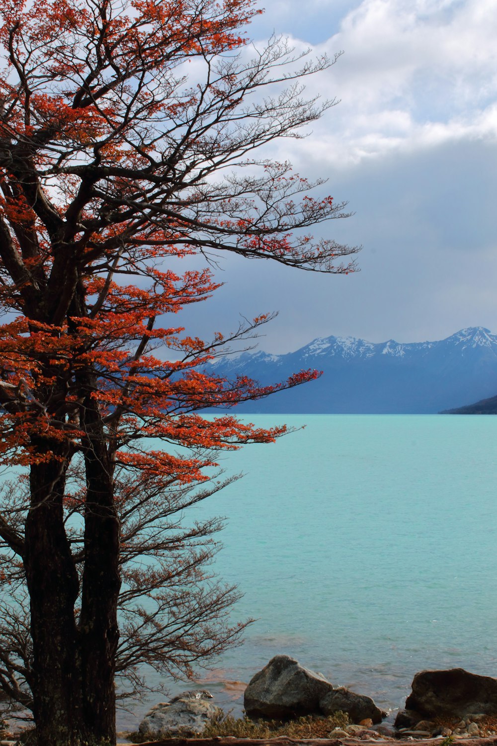 a tree next to a body of water