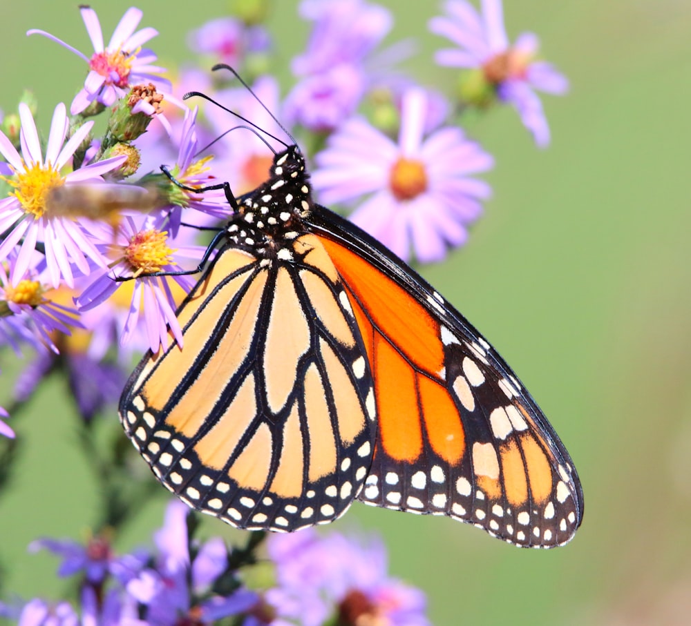 a butterfly on a flower