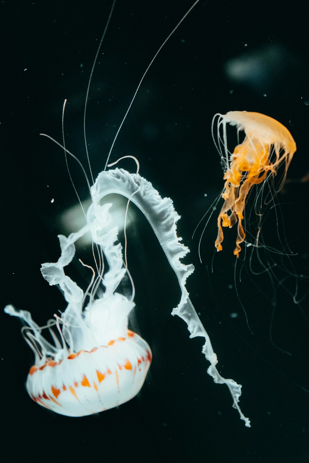 a group of jellyfish in the water