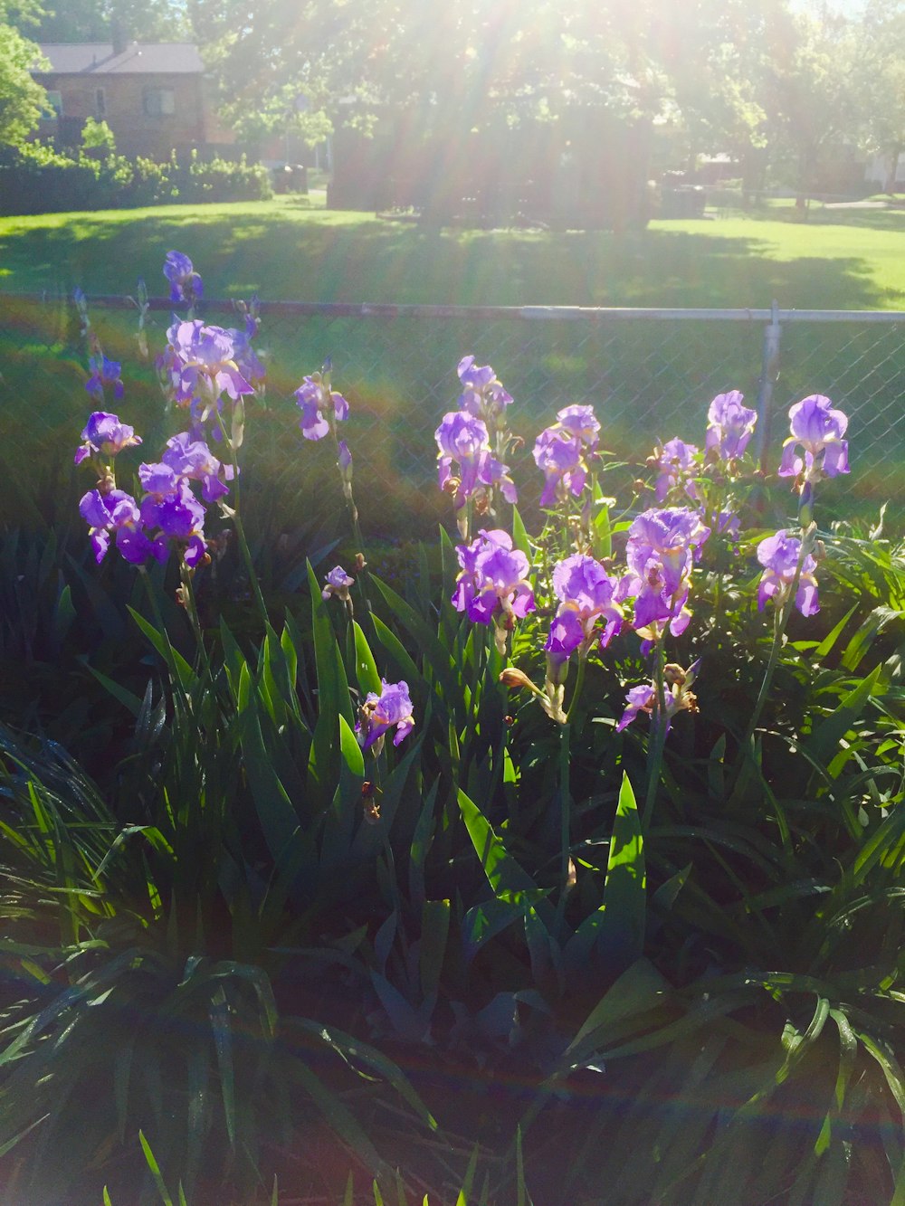 purple flowers on a bush