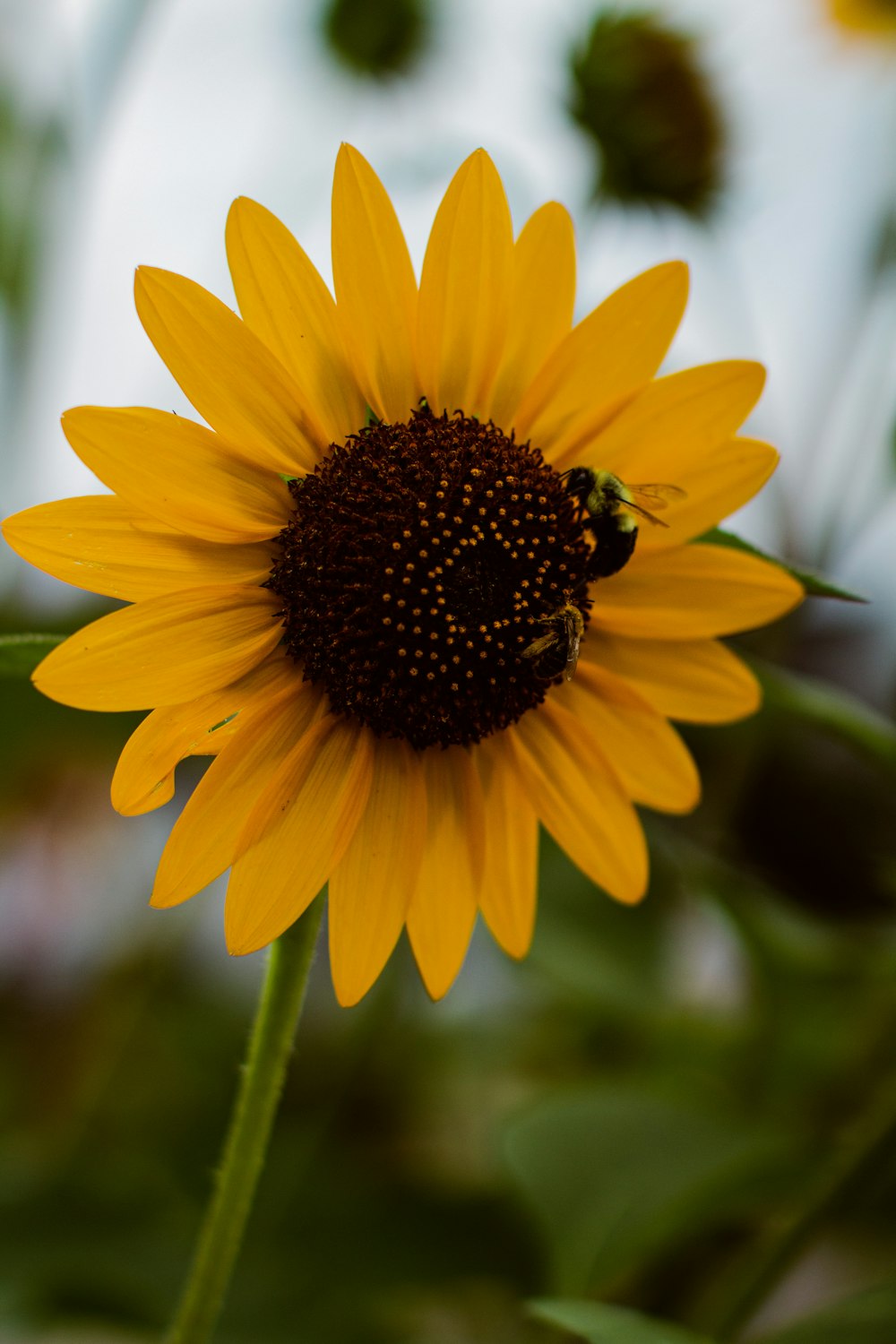 a bee on a yellow flower