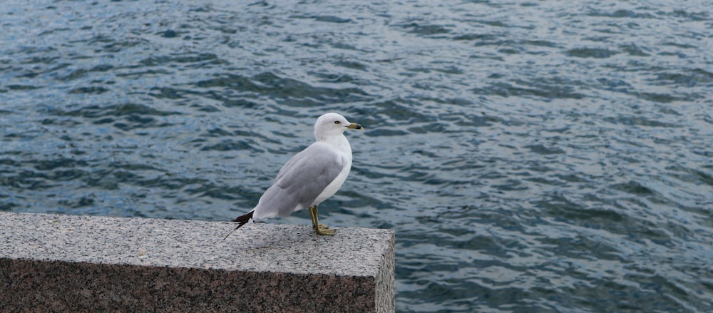 a seagull on a concrete ledge by the water