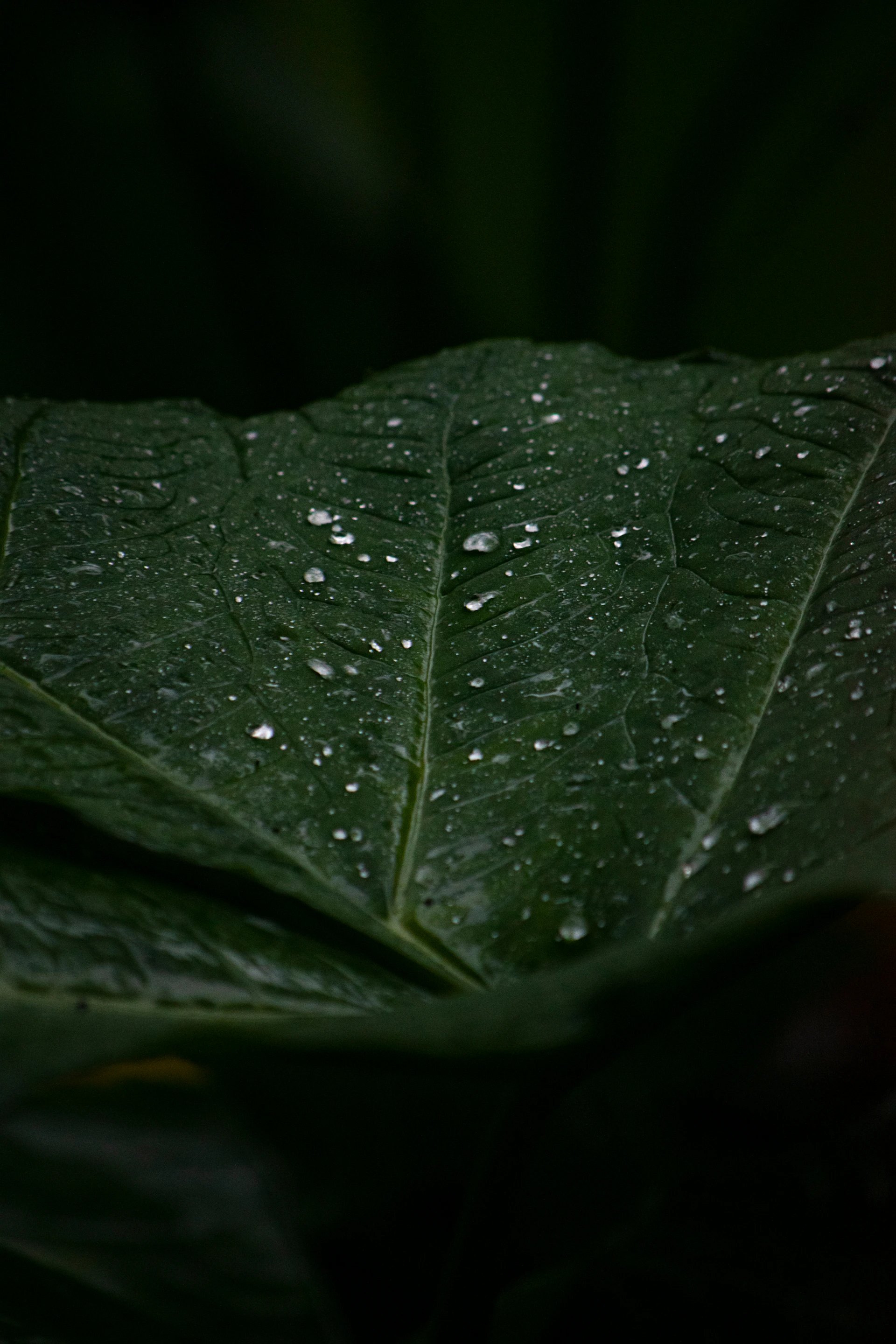 a leaf with water droplets on it